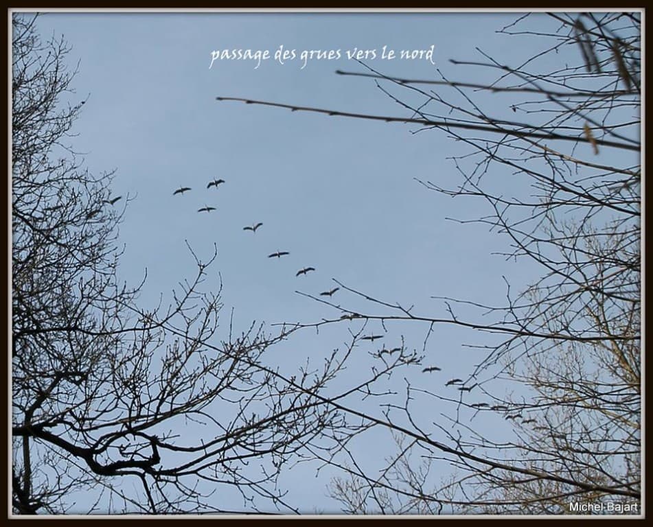 grues sur Anderlues
