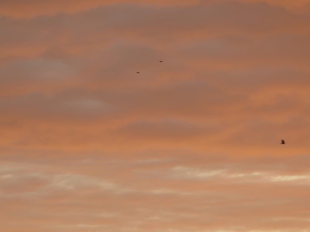 Matin