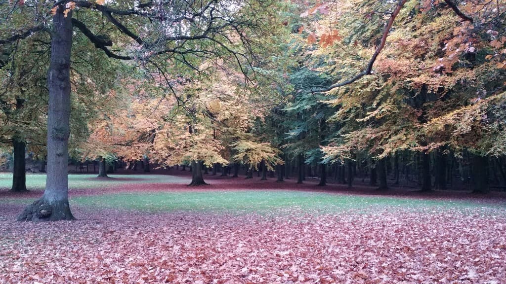 bois de la cambre