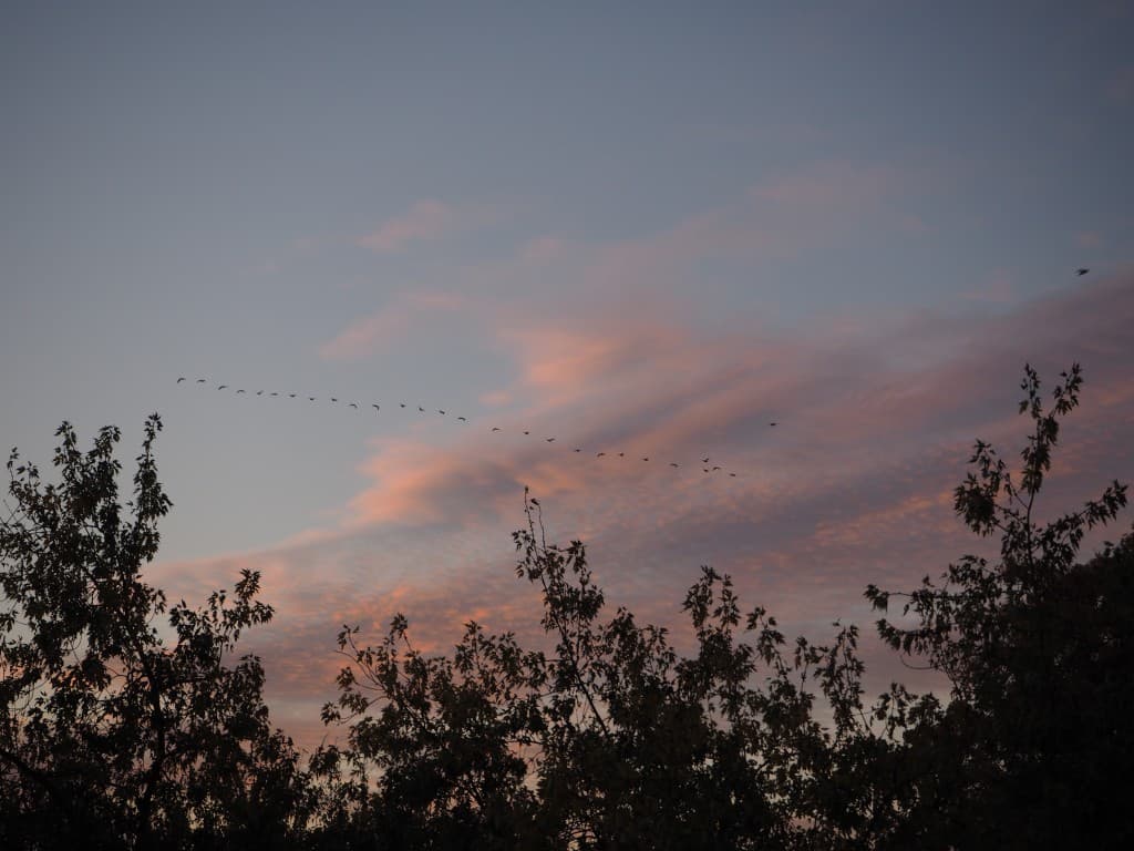 Migration du petit matin