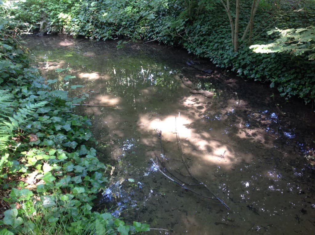 Ruisseau étoiléu