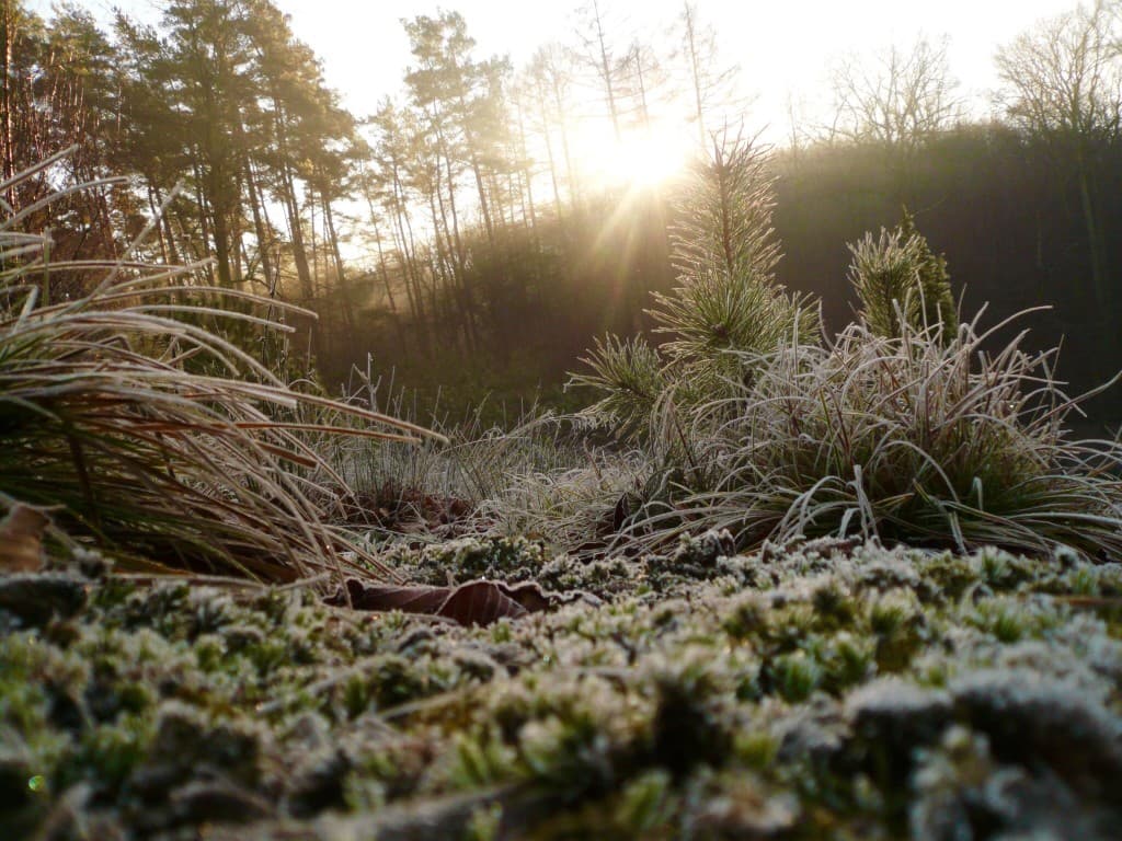 La nature se réveille 