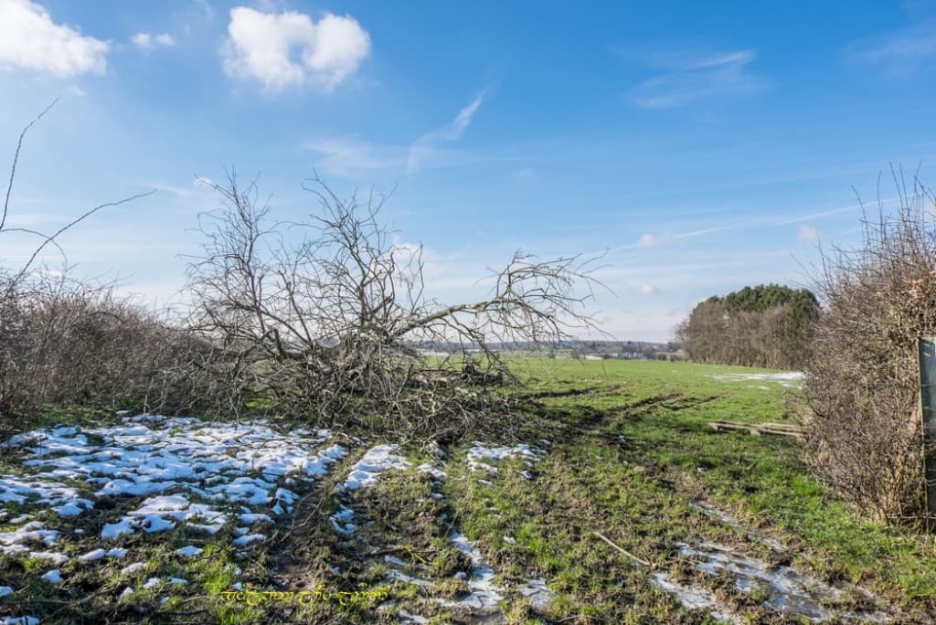 Arbre "soufflé" et restes de neige