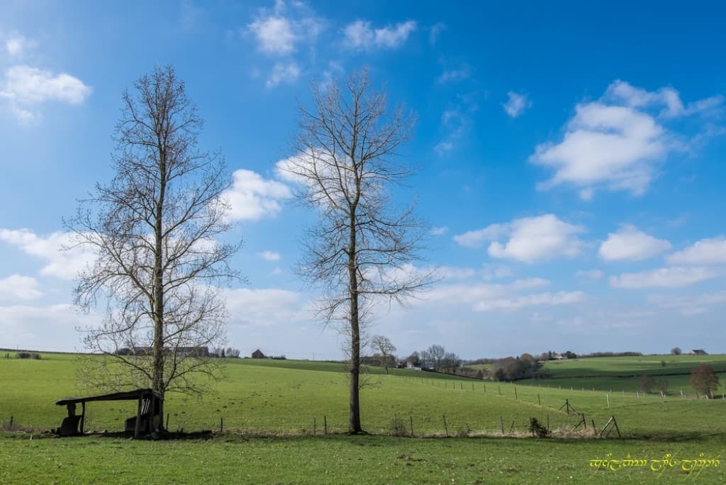 Bleu du Hainaut