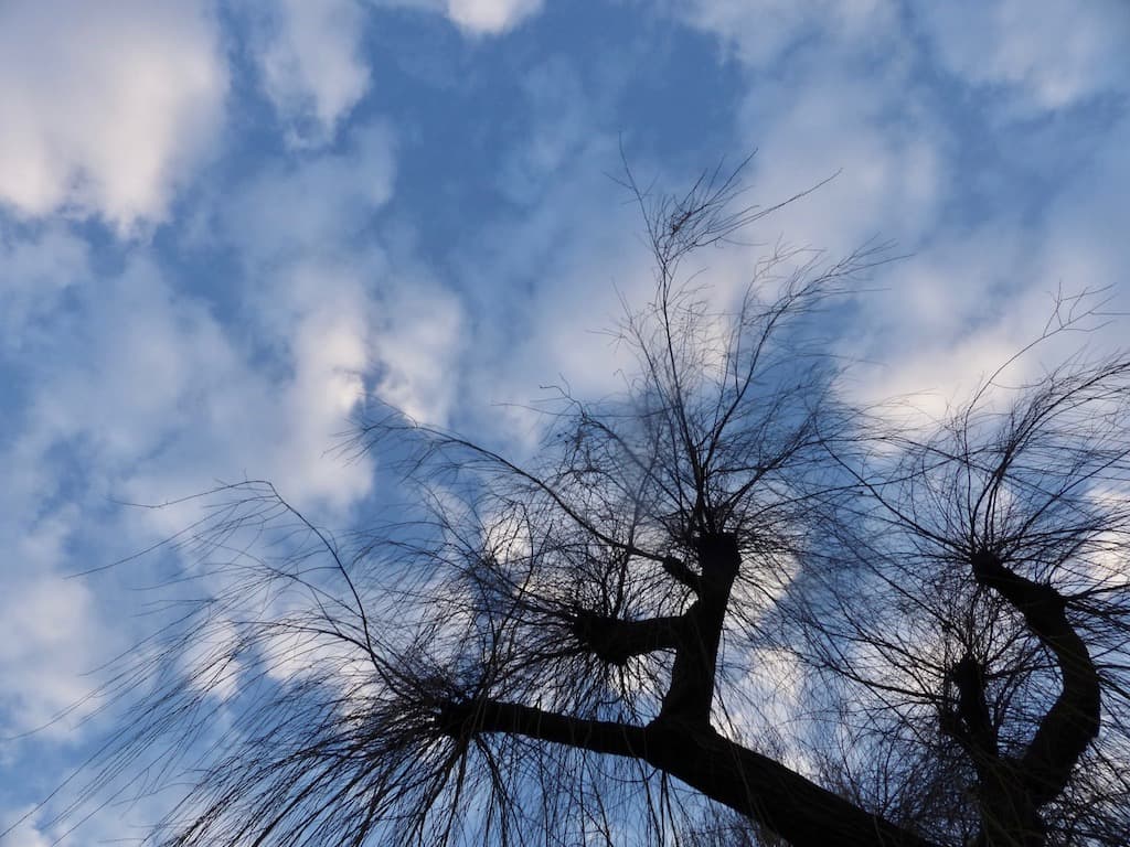 La météo de mon saule