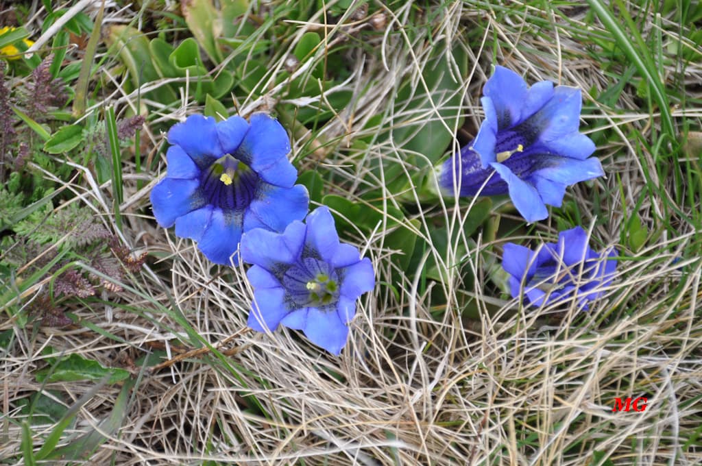 Première fleurs d'altitude !!!