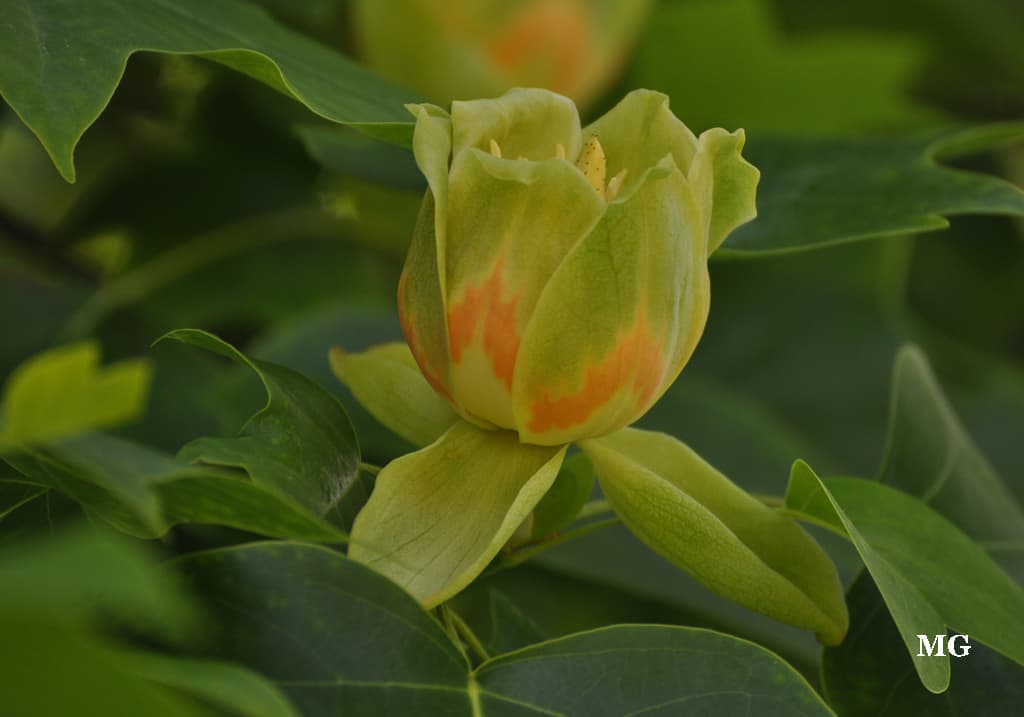 Fleur rare du tulipier !!!