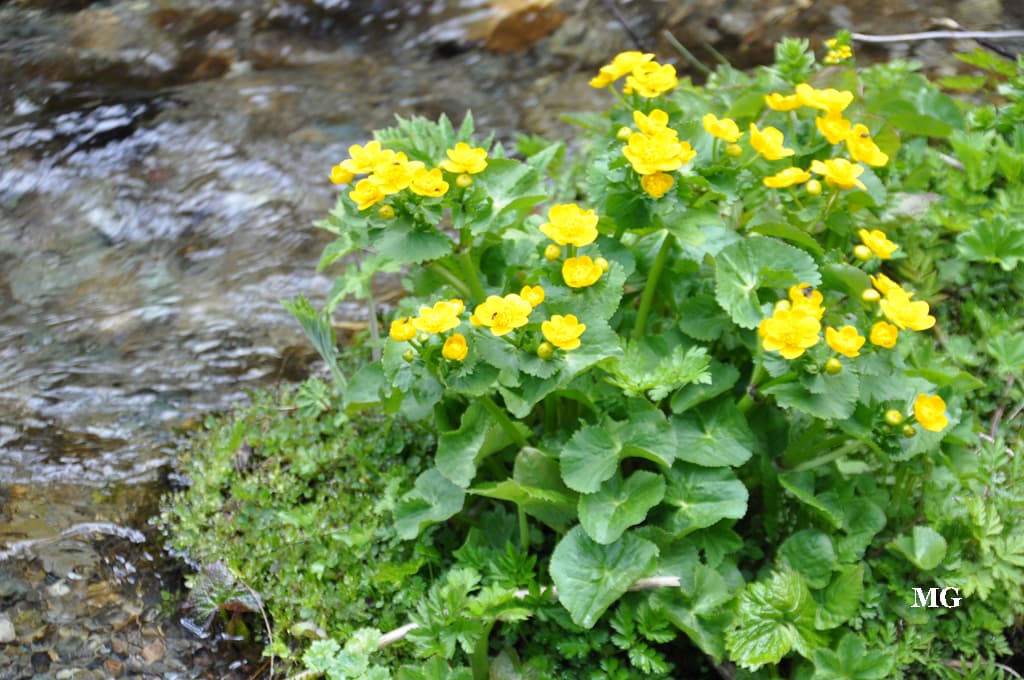 Belle fleur de montagne dans son torrent !!!