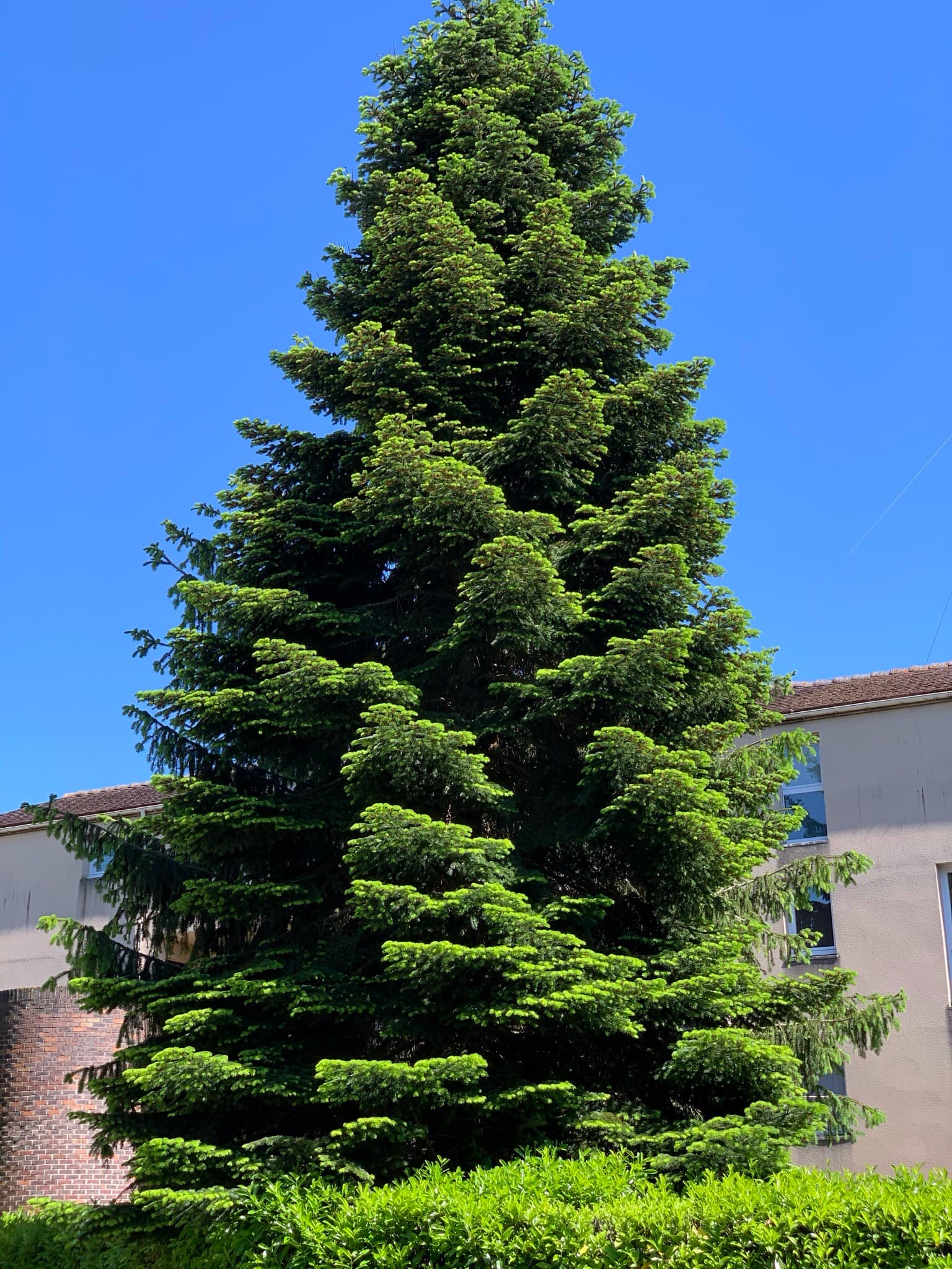 Magnifique conifère