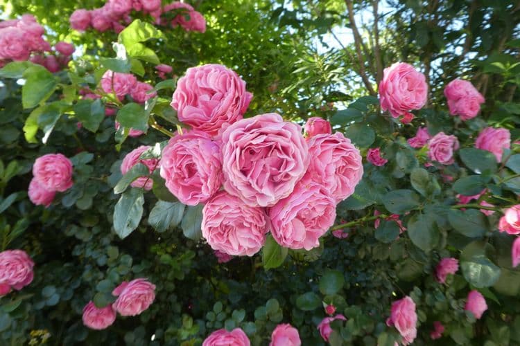 Les roses hameau des Platanes