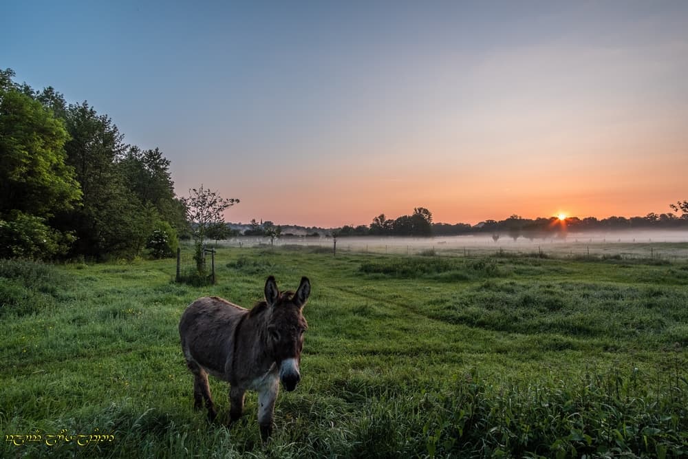Asinienne est la brume