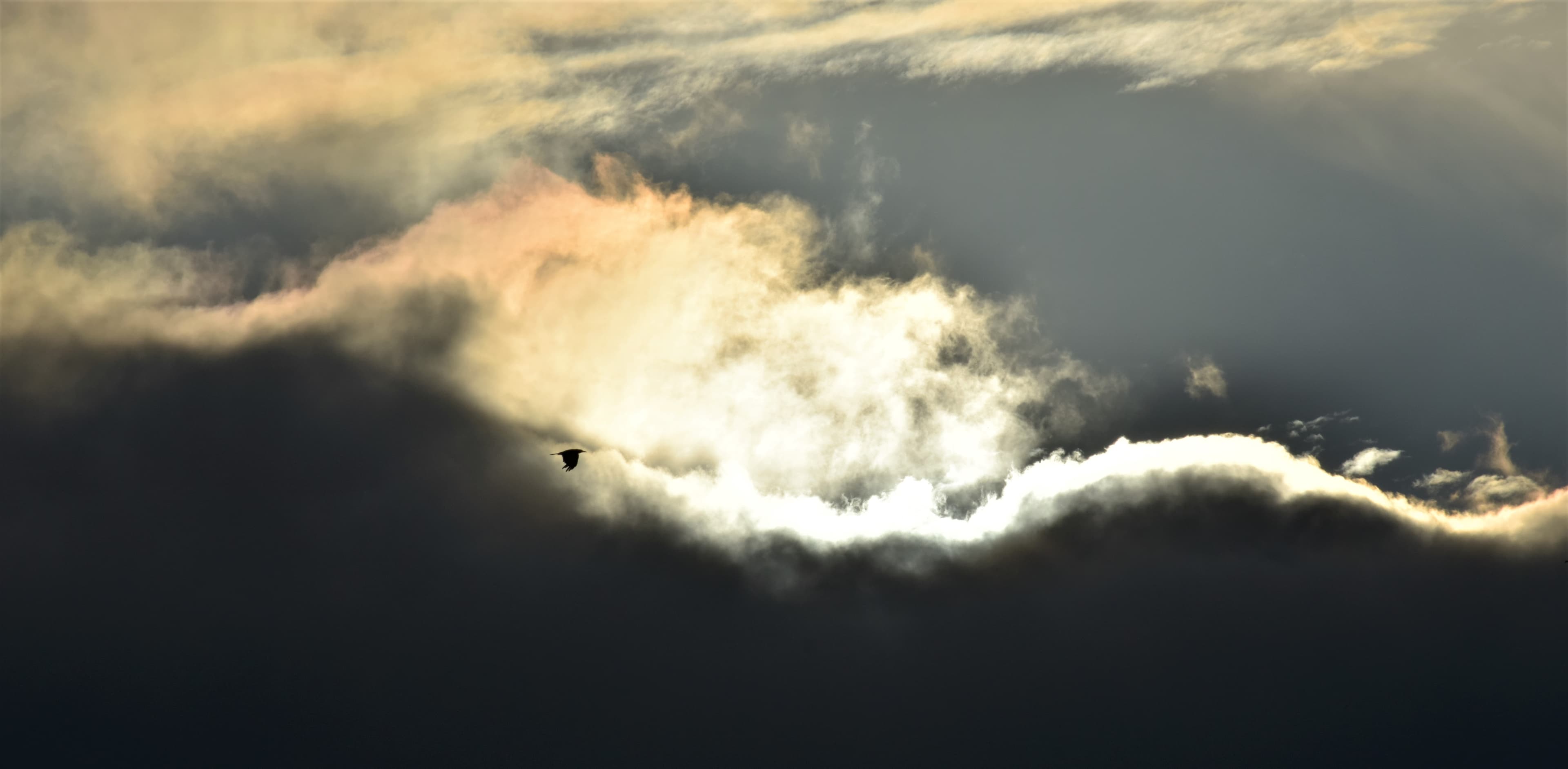 Corbeau au couchant