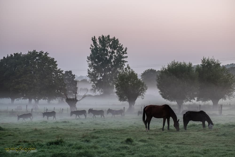 Matutinale est la brume