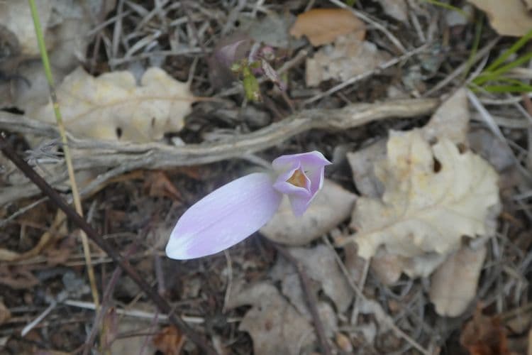 premières colchiques flanc nord ste vitoire