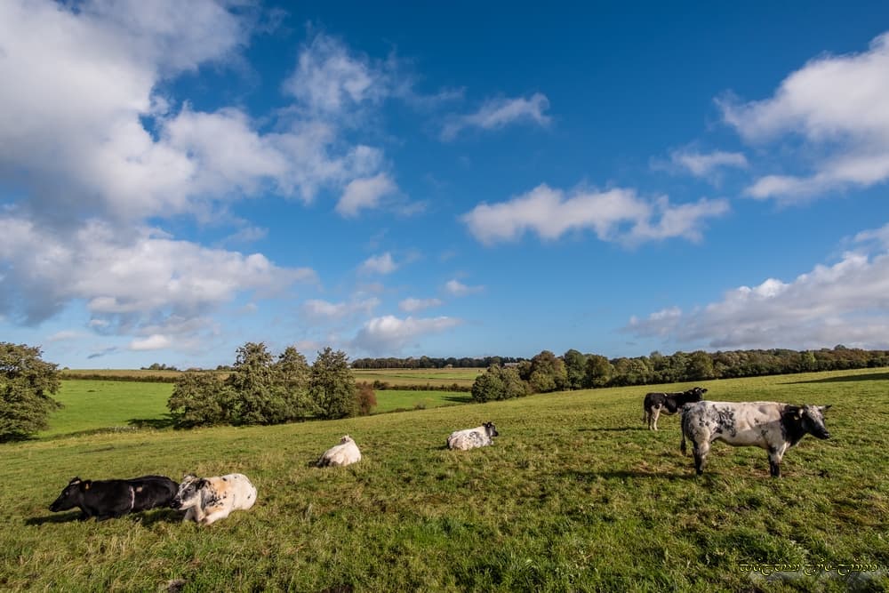 Sereine campagne