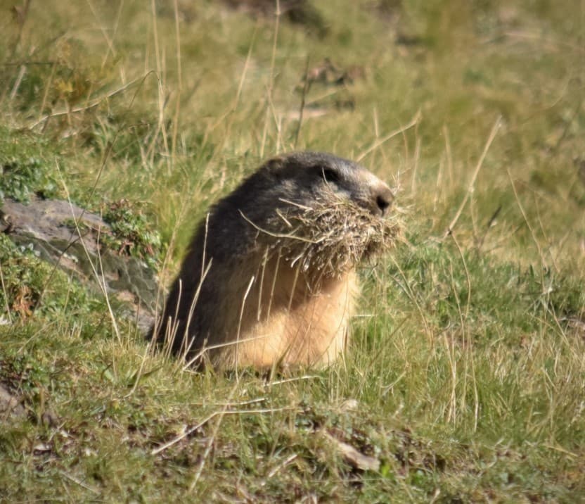 Marmotte préparant son hibernation