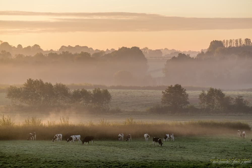 La brume est d'or