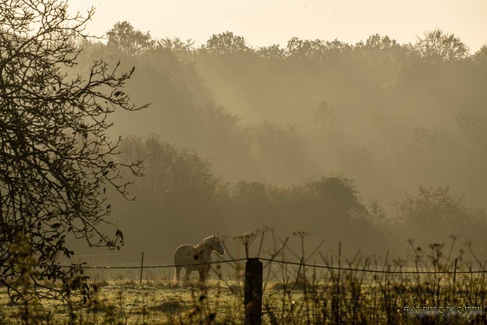 Brume matinale