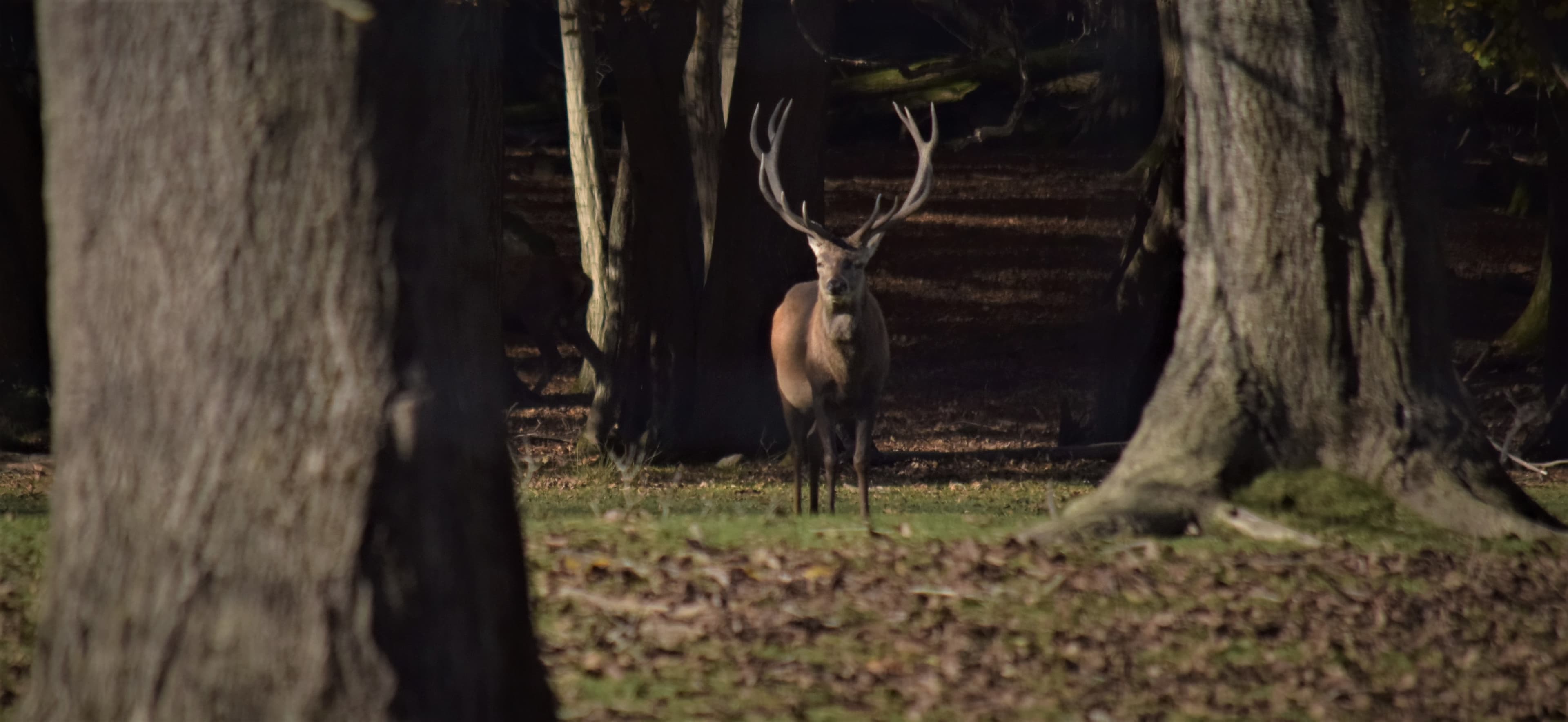 Cerf