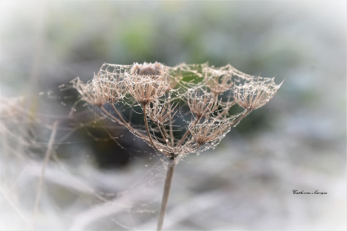 Dentelle de rosée!