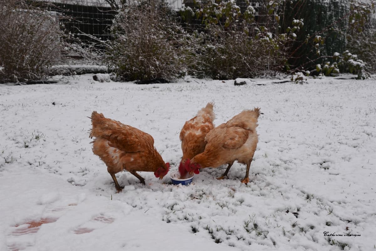 Neige !
