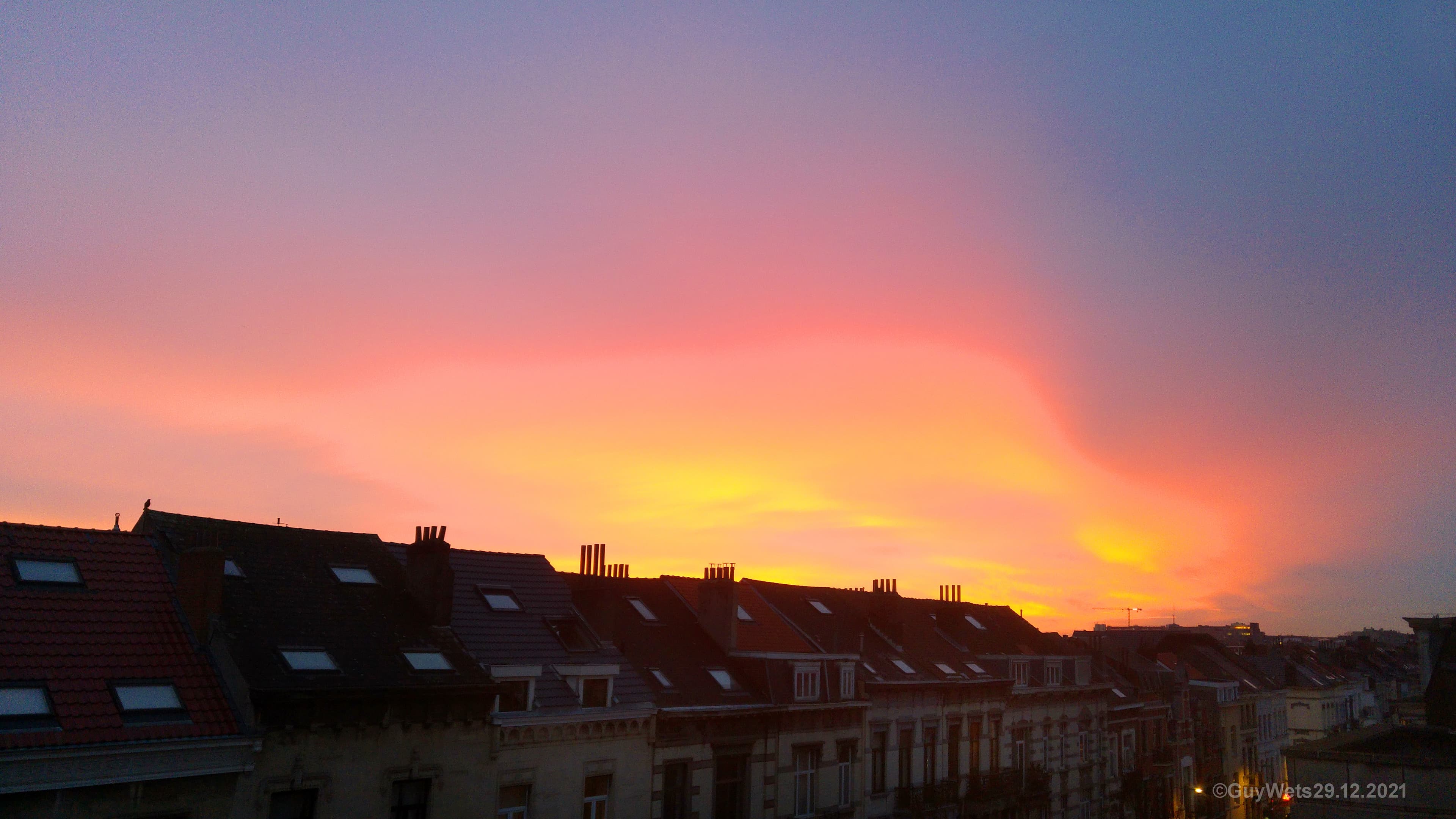 Lever flamboyant