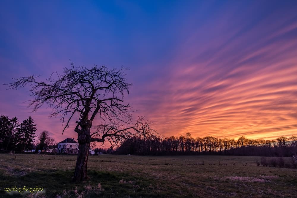 Flamboyantes ondulations