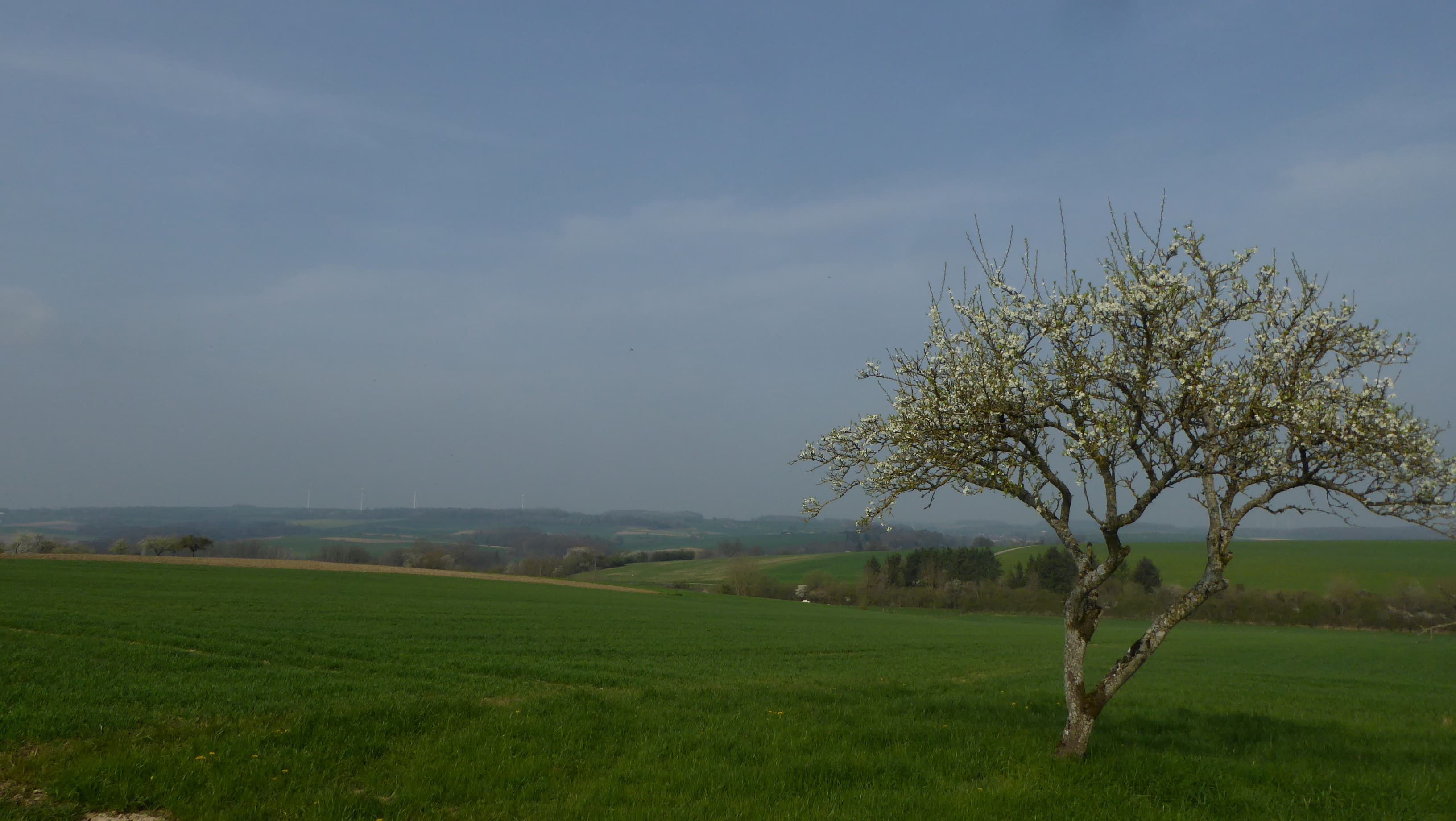Les mirabelliers commencent à fleurir