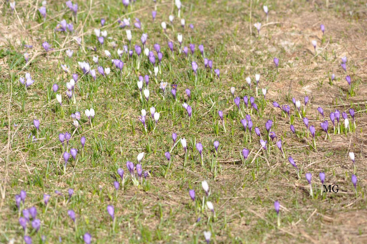 Premier crocus printanier en Chartreuse !!!