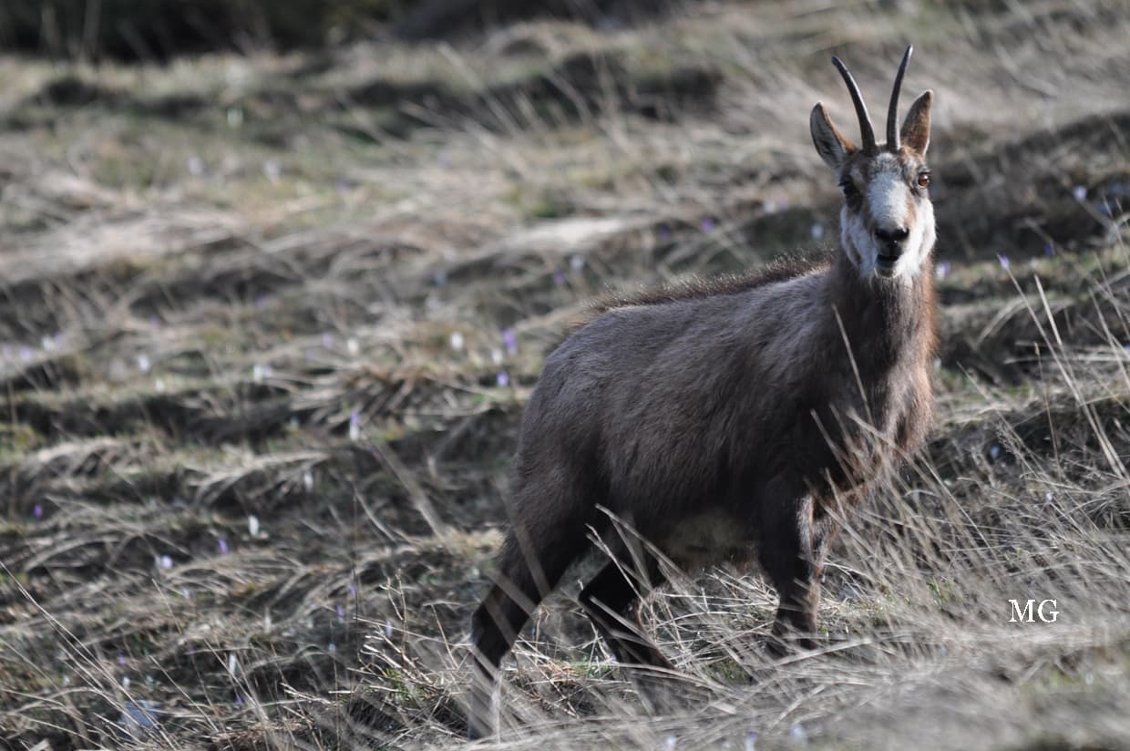 Chamois de Chartreuse surveillant son domaine  !!!