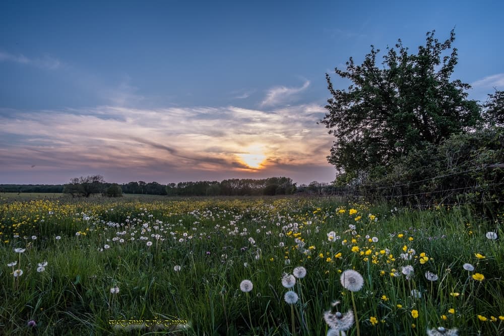 Fleurs et cirrus