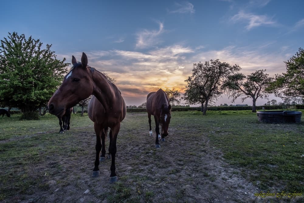Les chevaux soulèvent la poussière...