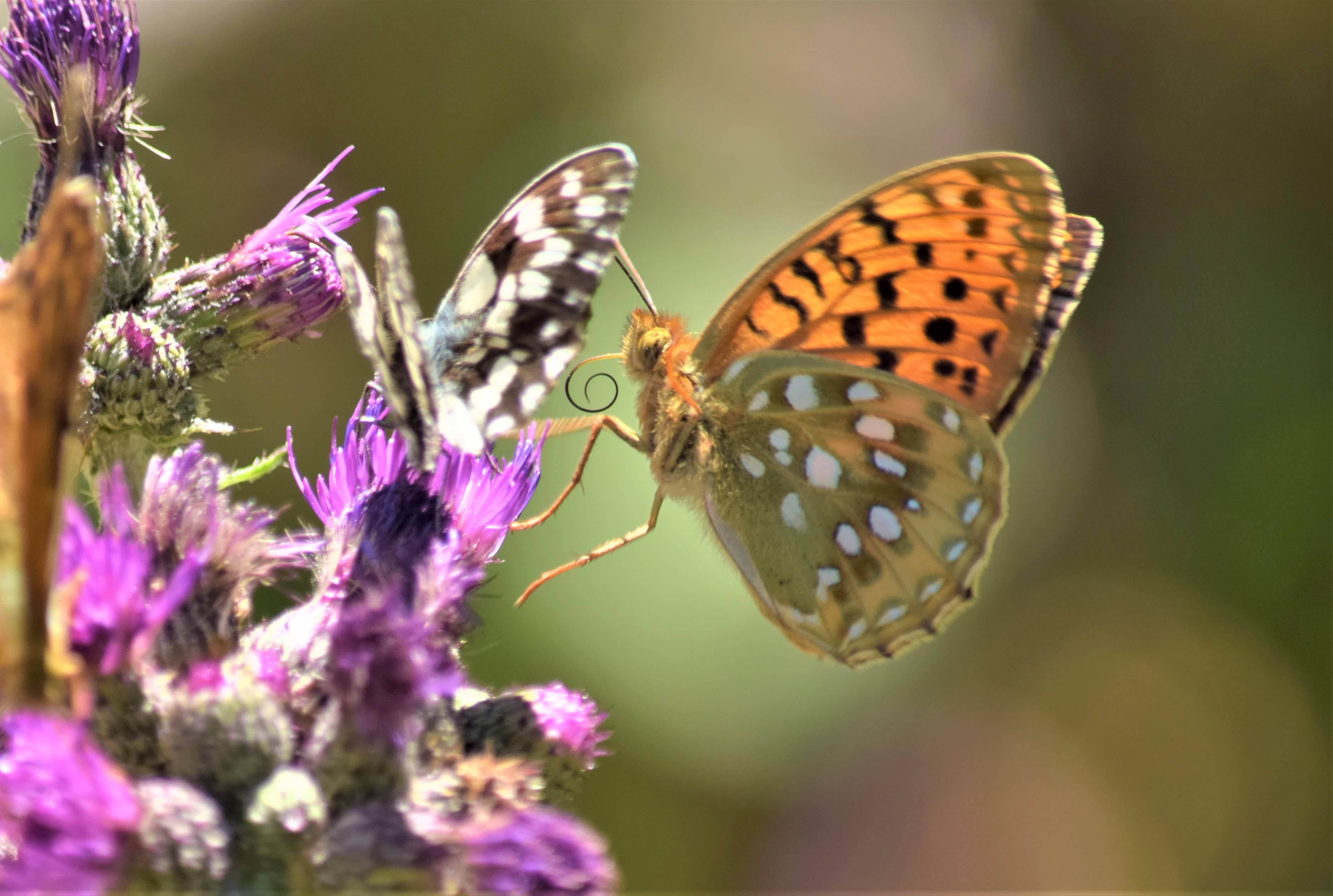Un beau temps pour les papillons....