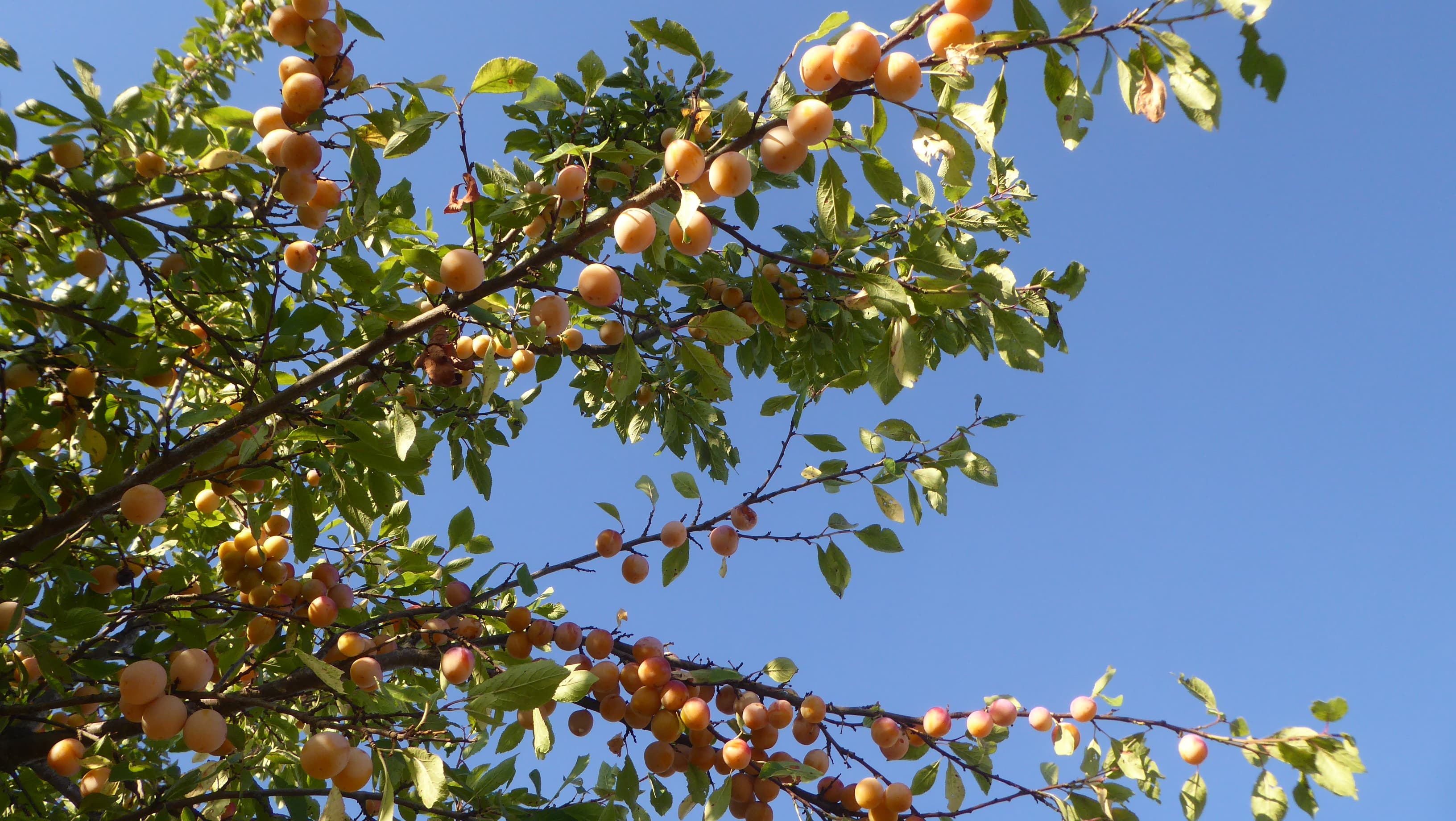C'est le temps des mirabelles