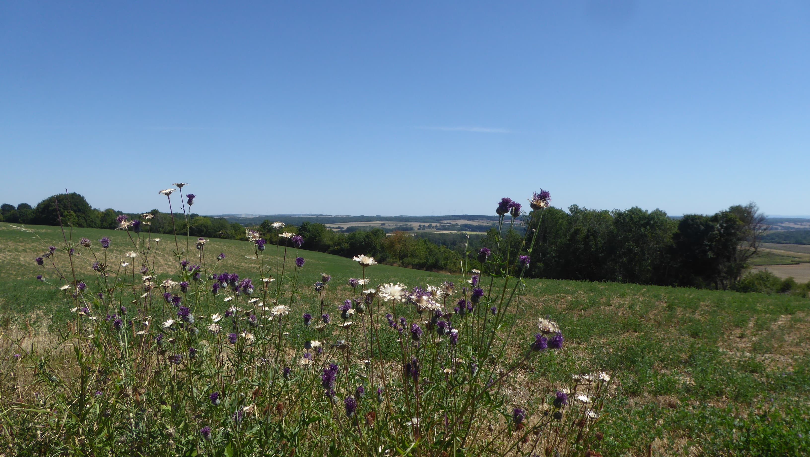 Encore quelques fleurs
