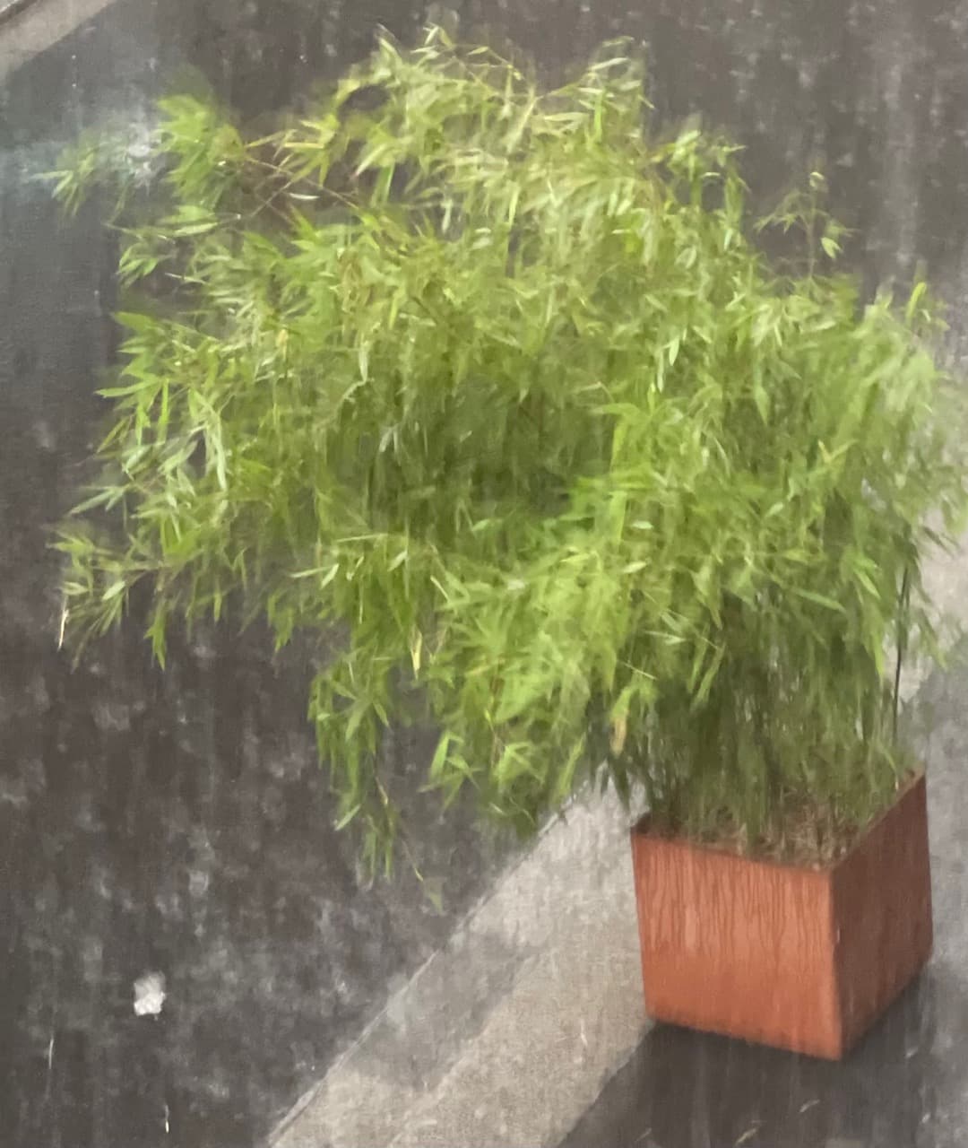 Pluie torrentielle