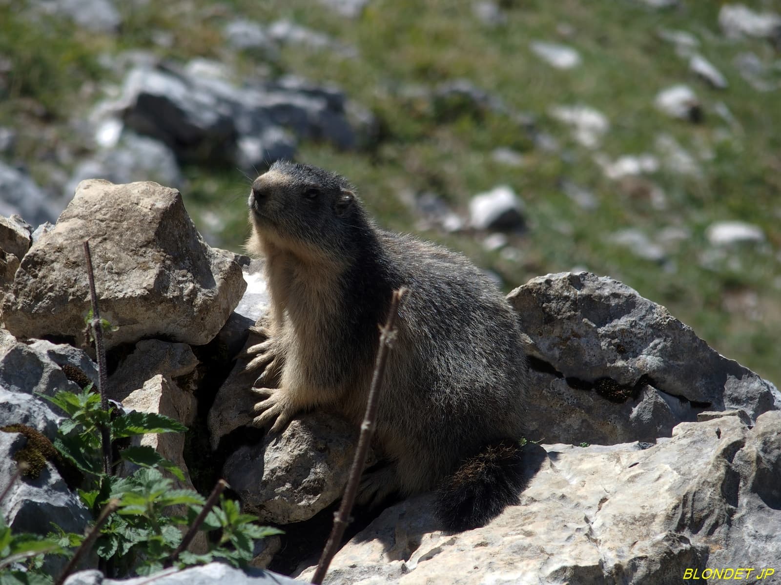 Marmotte sous le Charmant Som