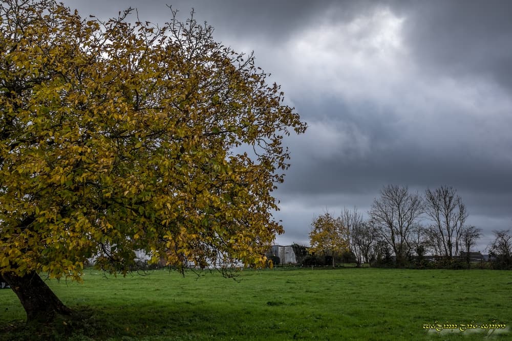 Grisaille et couleurs d'automne