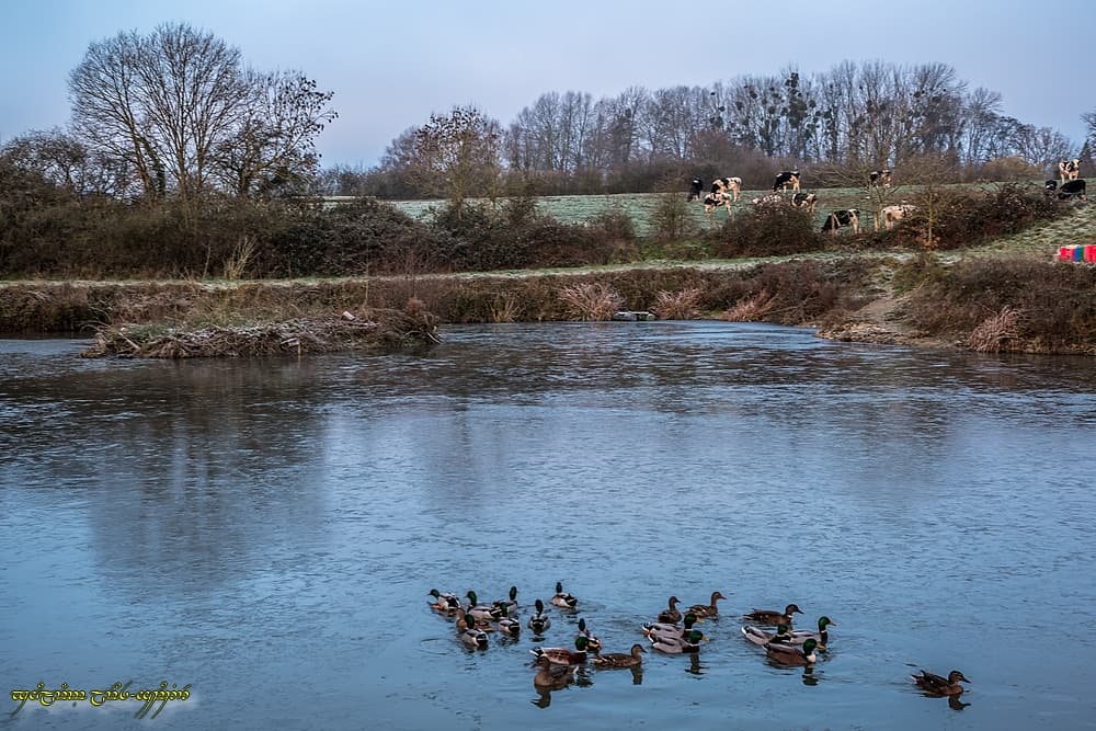 Canards brise-glace !