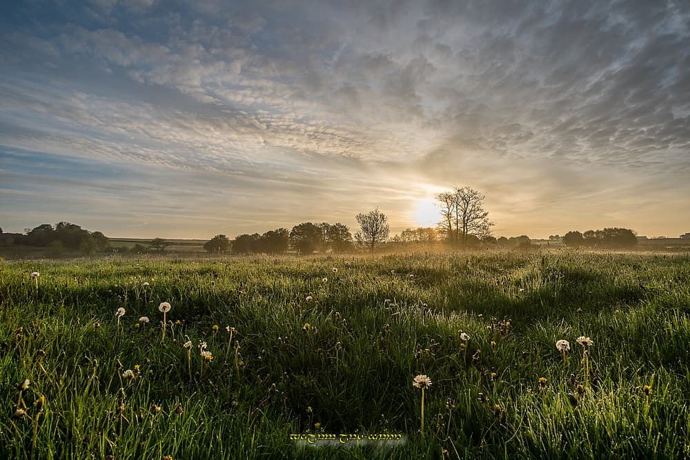 Les fleuries prairies de mai