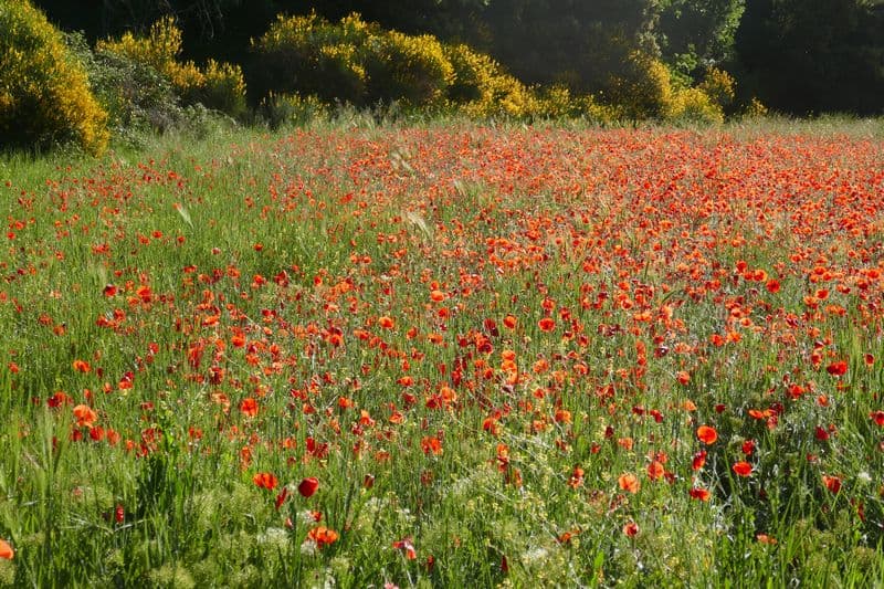 genêts et coquelicots