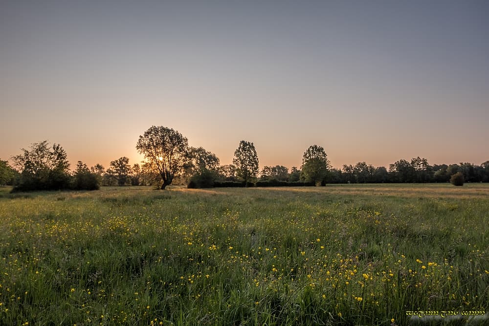 Prairies fleuries et... clarté !