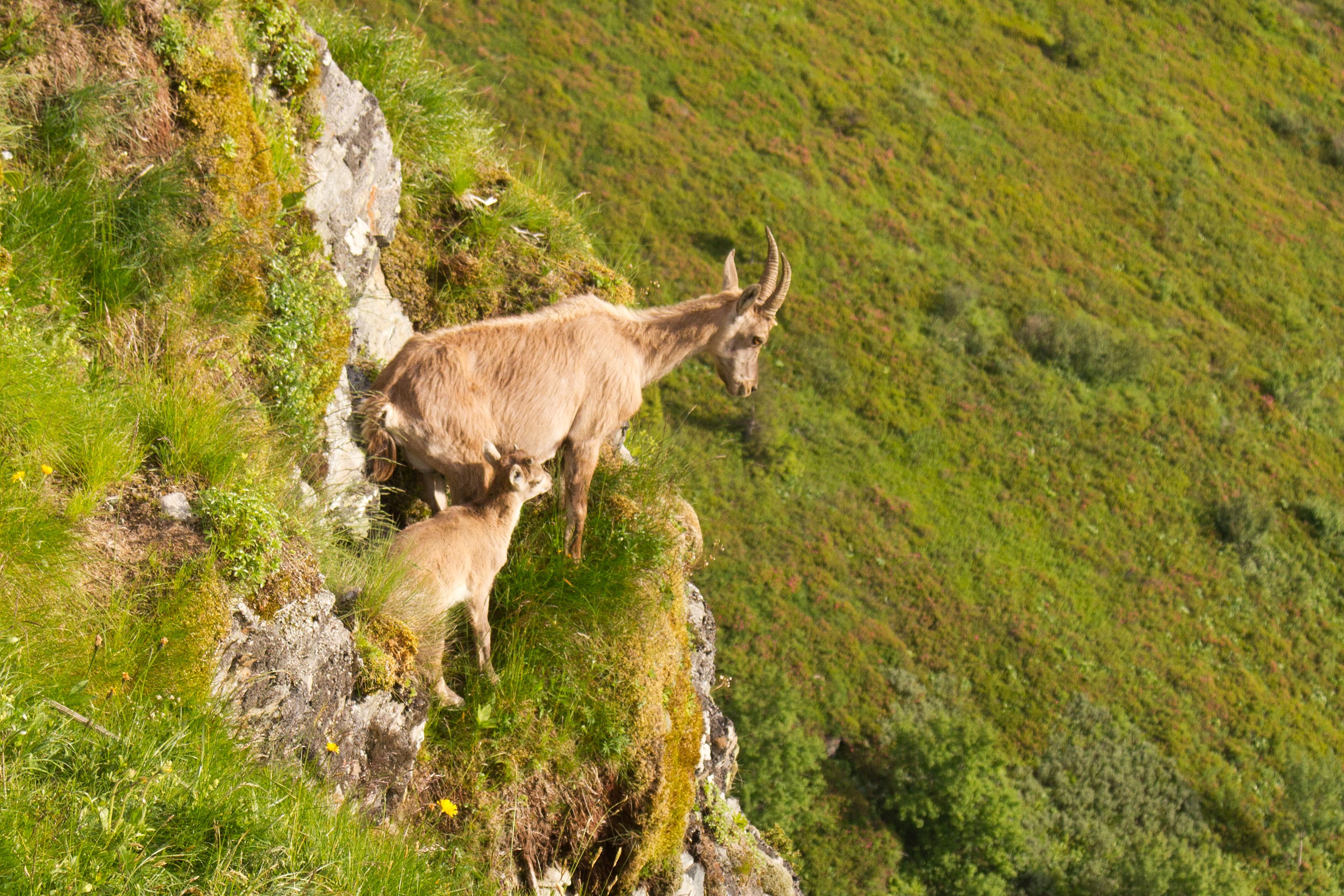 Etagne (femelle du bouquetin) et son petit