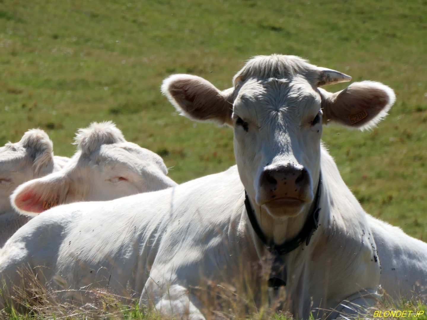 Vache curieuse au Crêt de Bœuf