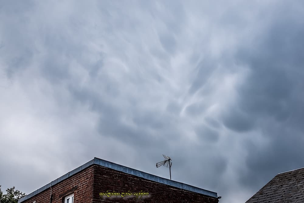 Petits mammas du jour