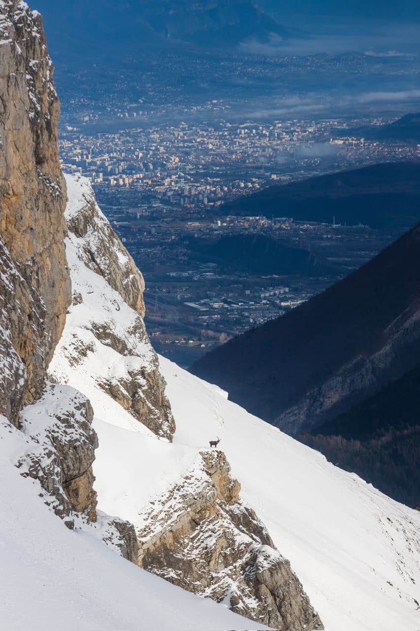 Bouquetin perché au dessus de Grenoble