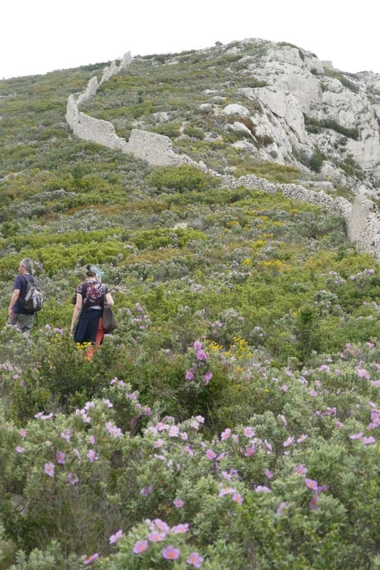 mont Rouvière couvert de fleurs