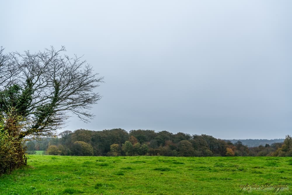 Gris...