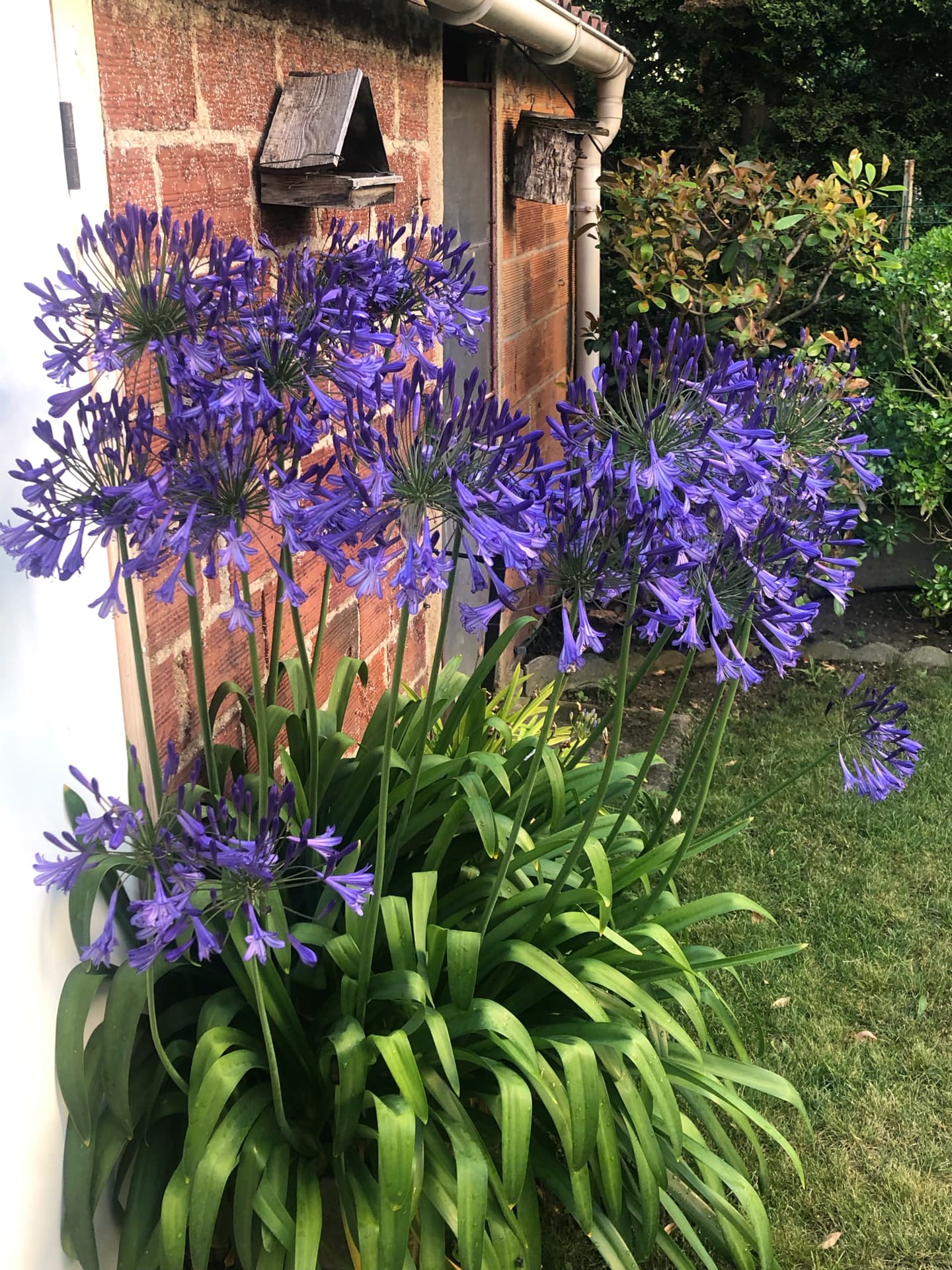 agapanthes