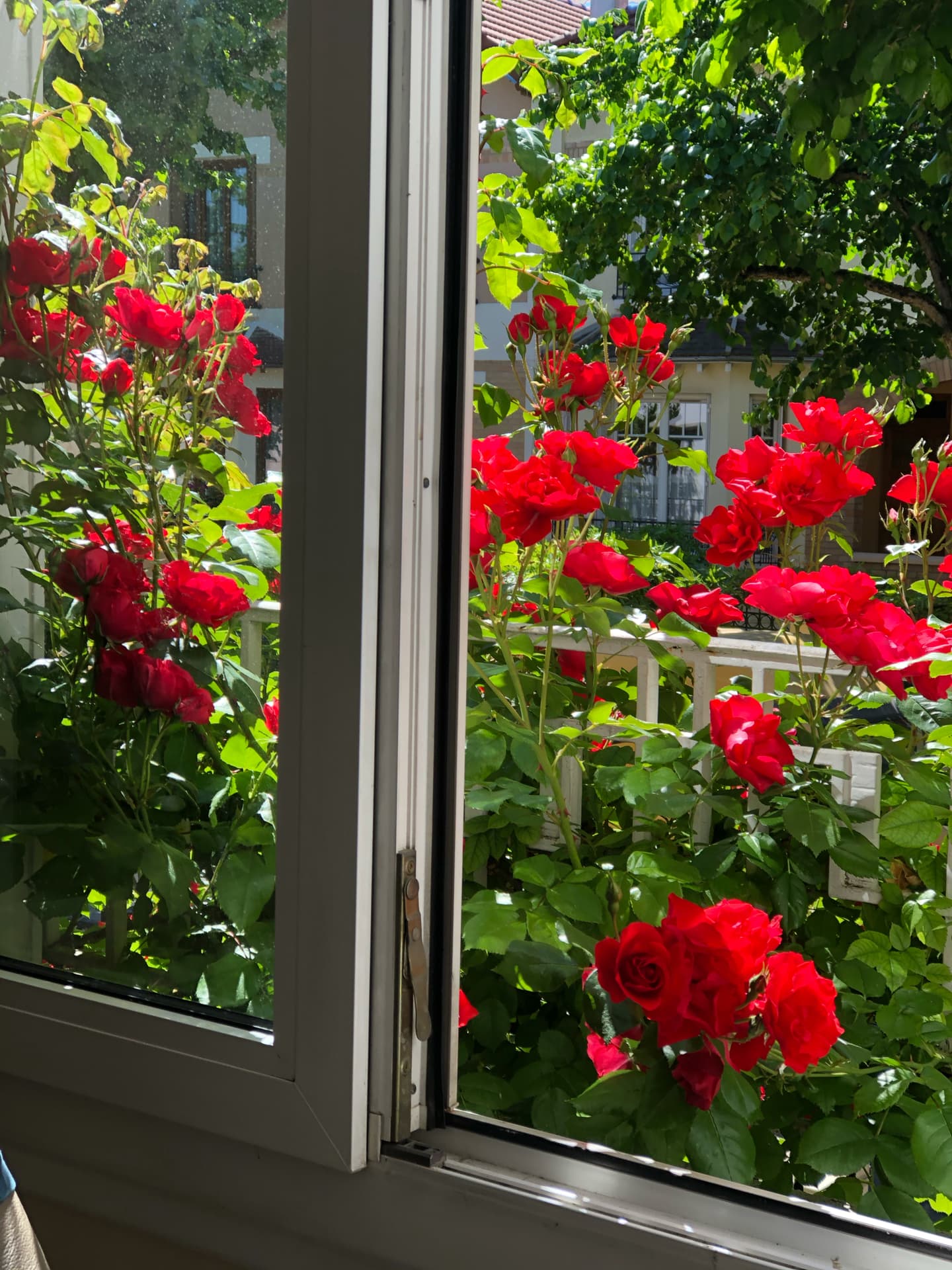 roses